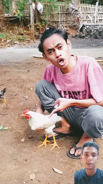 Suara ayam petok petok 🐧 #comedy #funny #komedi #lucu #ngakak #kucingdapur