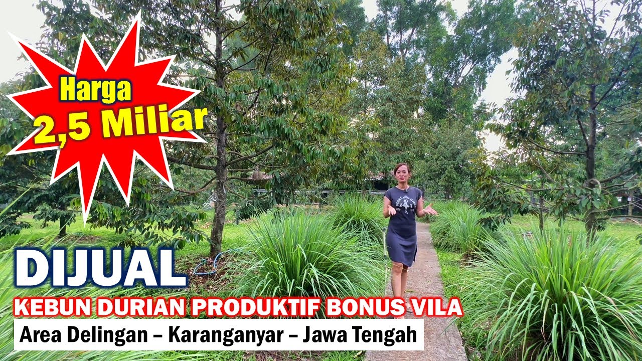 Dijual Kebun Durian Produktif Bonus Vila, Passive Income Menanti !! #dijualvila