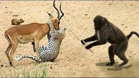 Animals Save Animals! The Monkey Save The Deer for the leopard