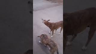 hamare sanskar hi hame hamara dharm sikhata he. bacho ko virasat me sansakar hi kam aayenge🙏🚩🚩🙏