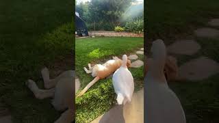 Goose Plays with Dog  1498751