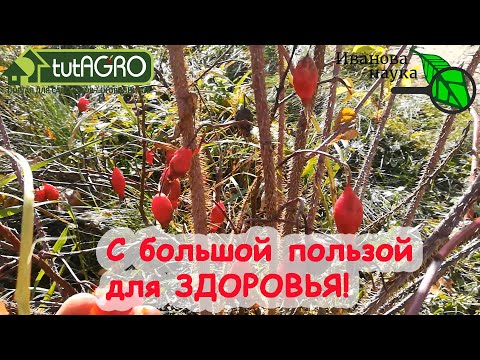 КОГДА ЛУЧШЕ ВСЕГО СОБИРАТЬ ШИПОВНИК? 3 срока сбора - тройная польза!