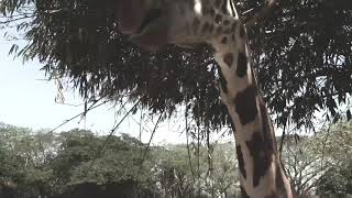 Kid Head Butted by Giraffe