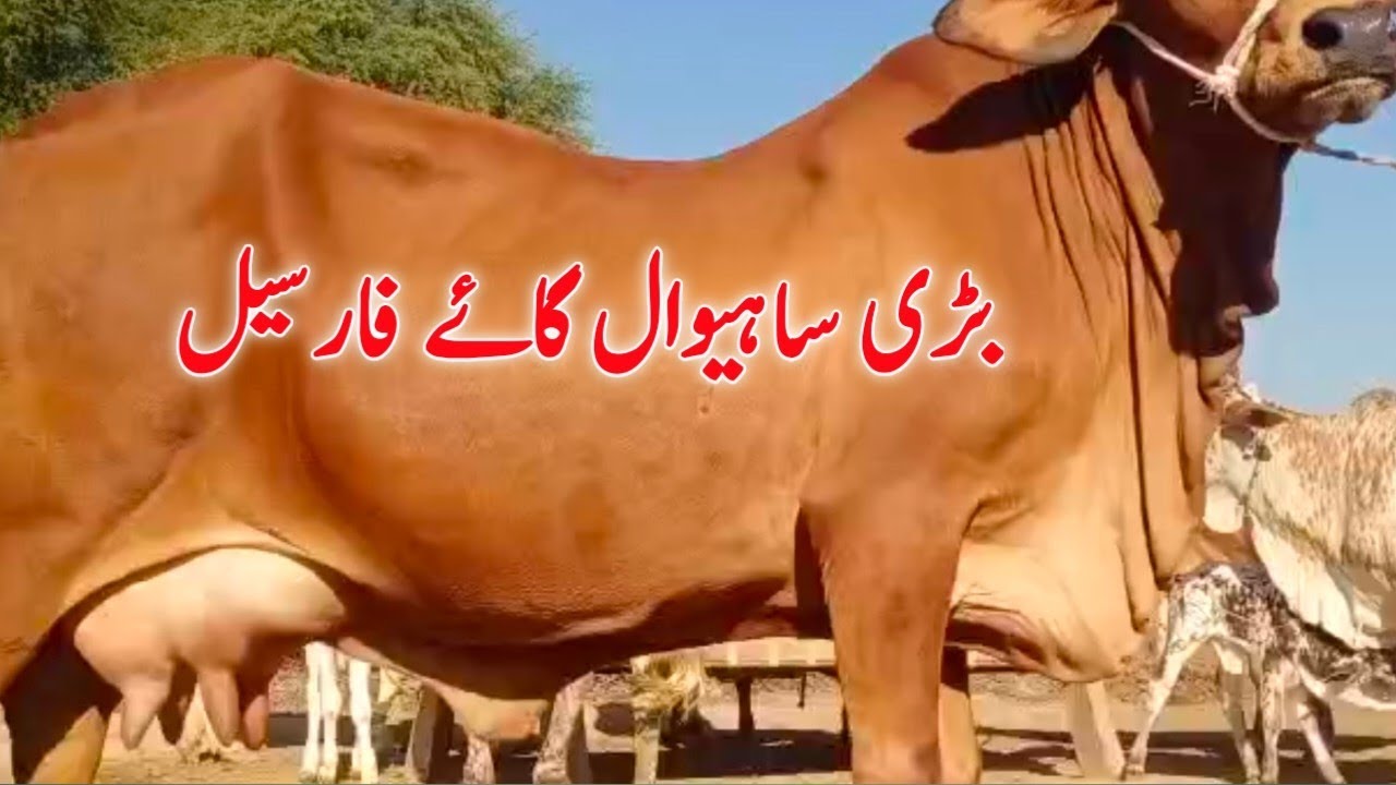 Heavey wieght Sahiwal Cow for sale in pakistan YouTube