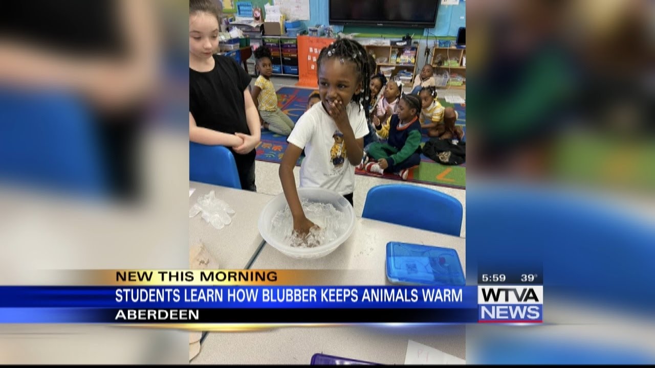 Aberdeen Elementary students learn how blubber keeps animals warm YouTube