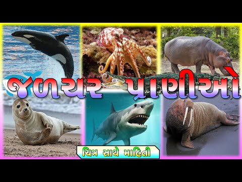 જળચર પ્રાણીઓનાં નામ ગુજરાતી | Aquatic animals Name in Gujarati | Water Animals Gujarati | Sea Animal