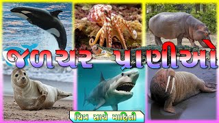 જળચર પ્રાણીઓનાં નામ ગુજરાતી | Aquatic animals Name in Gujarati | Water Animals  Gujarati | Sea Animal - YouTube