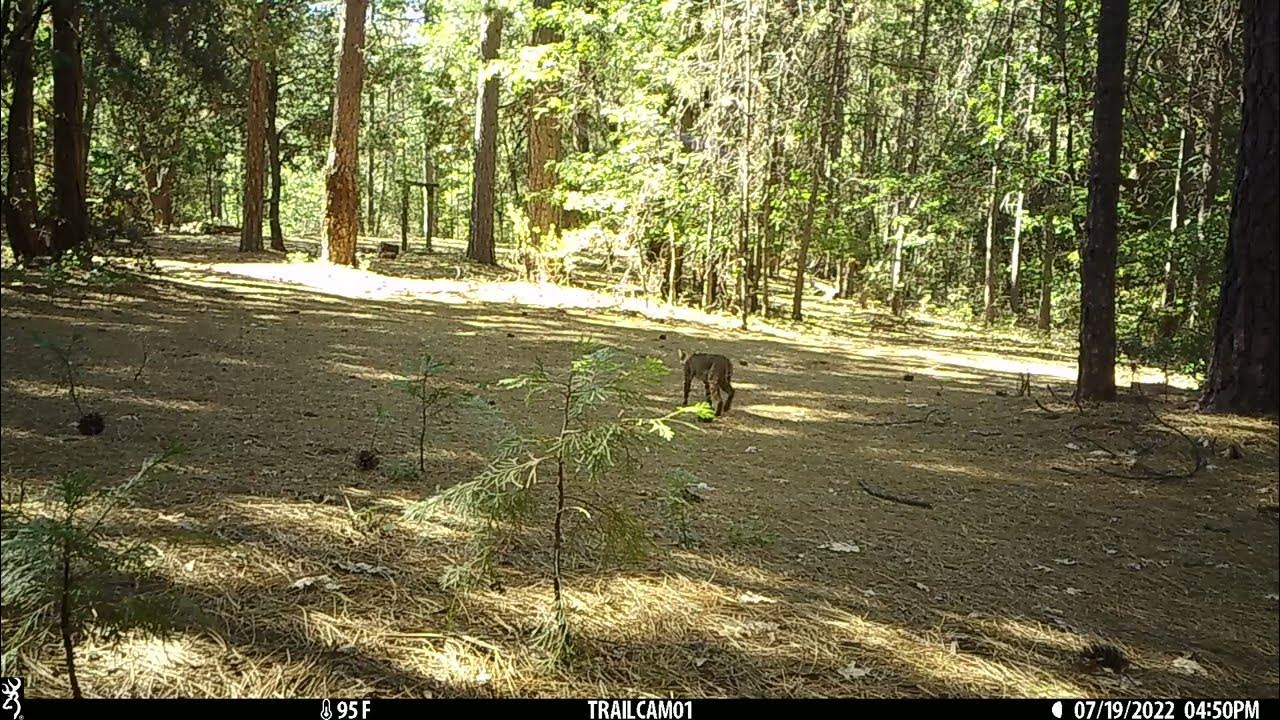Bobcat in Shingletown CA Trail Cam YouTube