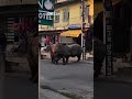 Turisté žasli a natáčeli, raději z dálky. Z parku utekli do města dva nosorožci a porvali se