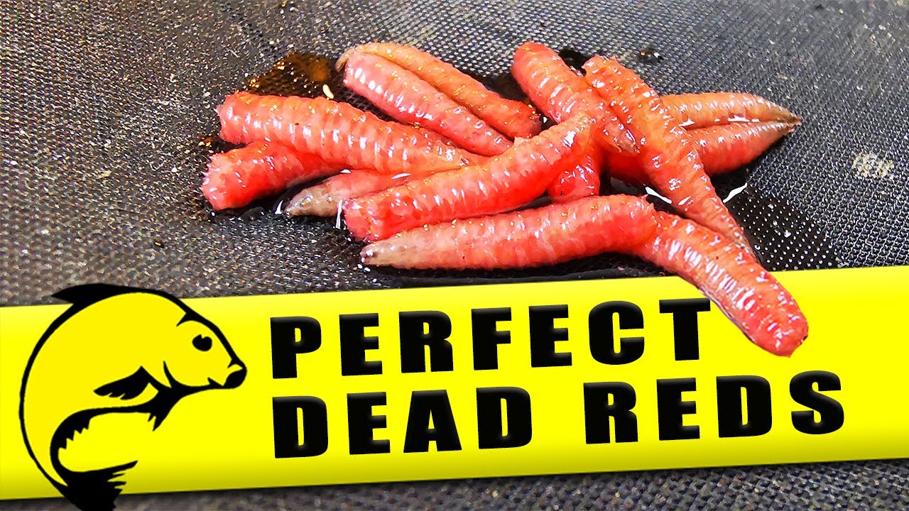HOW TO GET PERFECT DEAD RED MAGGOTS - 4 Minute Friday #1 
