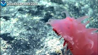 NOAA - Mozart and the dancing pink Sea cucumber.