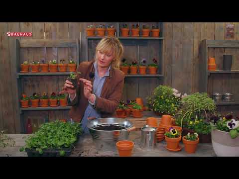 Video: Kako Uzgajati Sadnice Maćuhice Kod Kuće