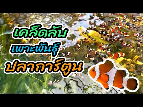 เคล็ดลับเพาะพันธุ์ปลาการ์ตูน ตั้งแต่แรกฟักจนถึงนำไปจำหน่ายได้ /สถาบันวิทยาศาตร์ทางทะเล บางแสน