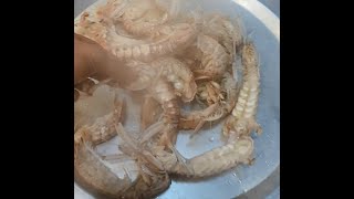 the seafood for dinner was quite enjoyable with Mantis shrimp