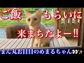 ちゅ〜るの水割りが出でくるのを楽しみに待ってる白い野良猫が可愛い