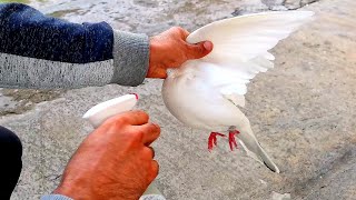 Они голубям мешают надо избавляться!!! They interfere with the dove, it is necessary to get rid of