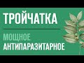 Тройчатка - Мощное Антипаразитарное средство. Народные средства