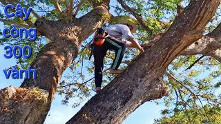 Cưa cây Me Tây siêu khổng lồ 300 vành / Super giant Tamarind tree saw with 300 rims | T594