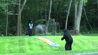 Bigfoots Caught On Video