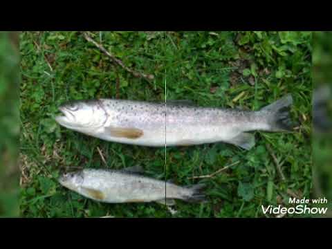 სოფ წვირმი  (სვანეთი)♥️♥️♥️