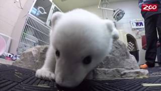 Polar bear Nora