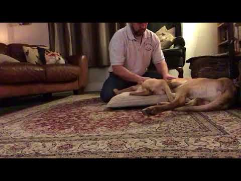 further-example-of-using-mild-pressure/release-to-settle-a-puppy-and-a-young-dog