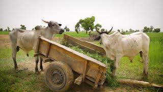 LINKS Regenerative Agriculture - Episode 6 Crop Livestock Integration