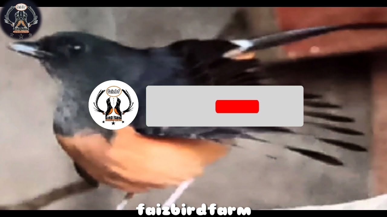 Tip Agar murai BETINA cepat birahi  suara pancingan menaikan birahi  murai betina dengan CEPAT