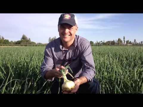 Video: Le cipolle di shuman farms sono state richiamate?
