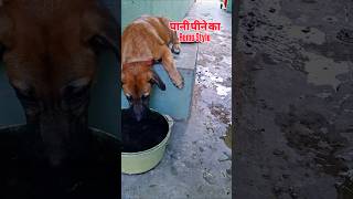 Thursty Remo paani pee raha hai #petsvlog #remo #rambo #thursty #water #petplanet #animaljoke #lab