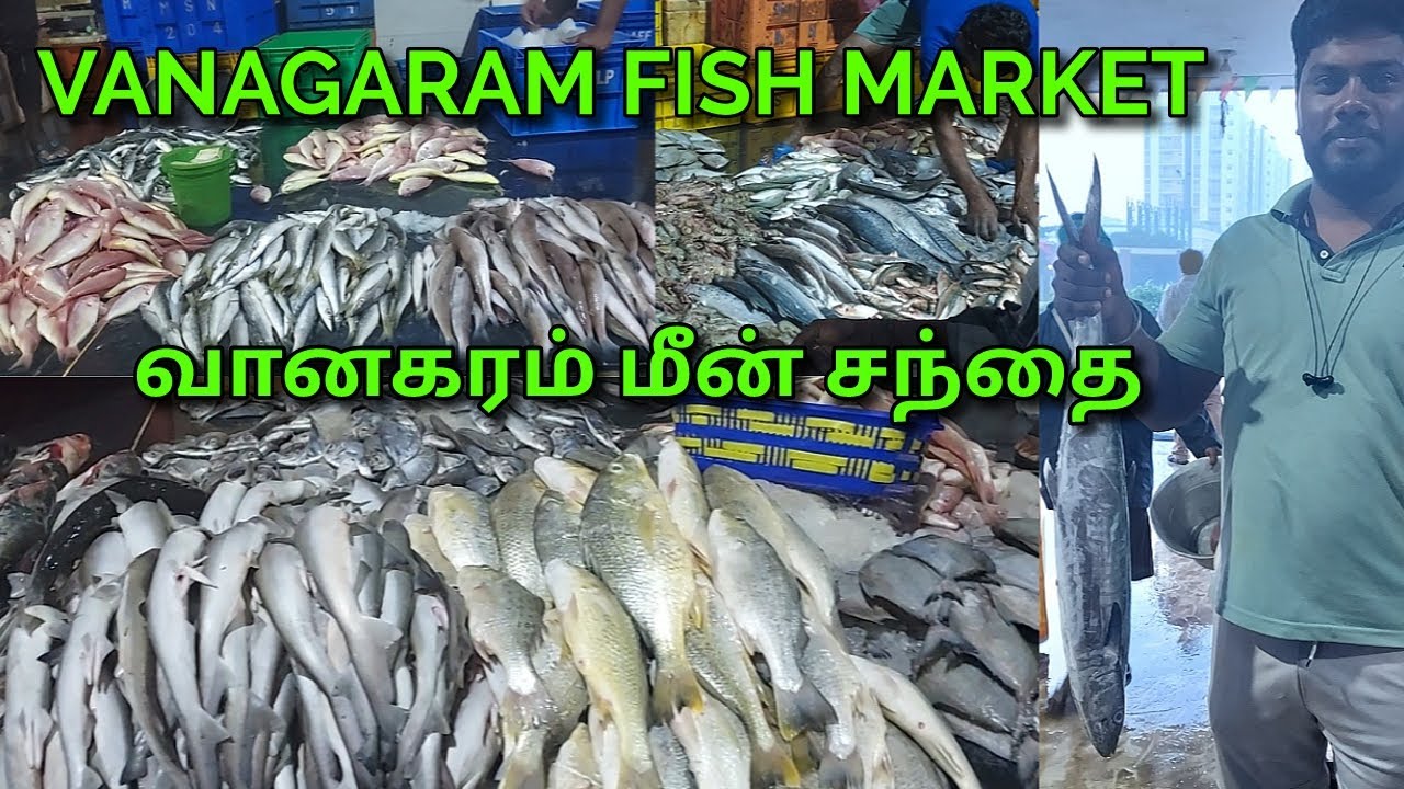Vanagaram Fish Market Latest Video Vanagaram Fish Market Timings Vanagaram Fish Market Latest Video Vanagaram Fish Market Timings