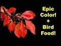 Is A Black Gum Tree The Best Choice For Your Yard Is A Black Gum Tree The Best Choice For Your Yard
