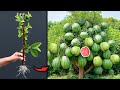 Discover how to grafting guava tree with watermelon to grow and produce more fruit