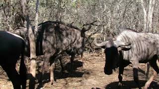 Wildebeest skuffle in the garden in Marloth Park, South Africa...