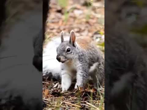 صوت سنجاب Shorts