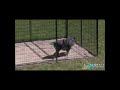 Square Ultimate Wire Dog Kennel