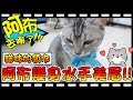 【Bonnie】阿布在哪裡?! - 貓咪的領巾│阿布變身超氣質水手服美眉 ! ! 邦妮姊姊寄來的生日禮物開箱 ! !