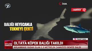 Oltaya Köpek Baliği Takildi