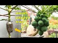 How to create a dwarf papaya tree  papaya propagation methods