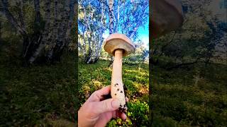 ПЕРВЫЙ ГРИБ В НОВУЮ КОРЗИНКУ #fungi