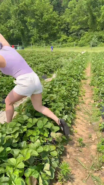 Strawberry picking 🍓 #harvest #strawberry #farm #virginia #picking #bentonoods #fyp