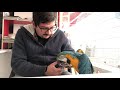 Macaw papağanı Cabbar