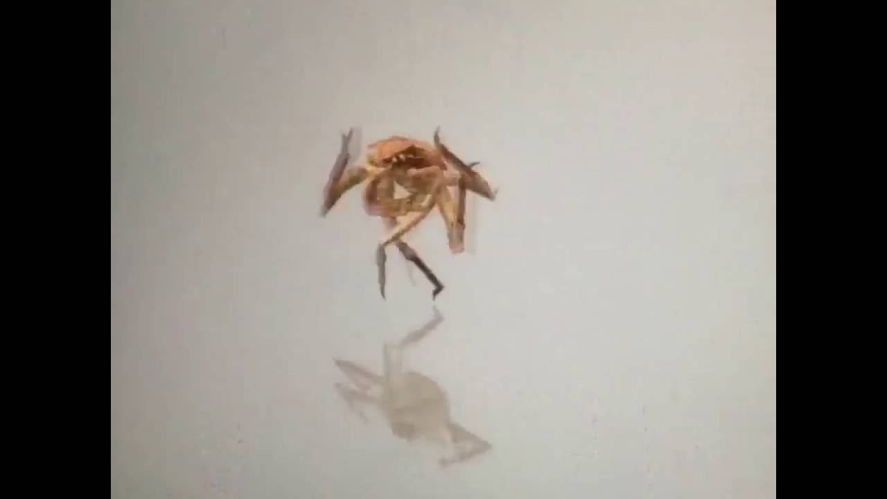 crab dance YouTube