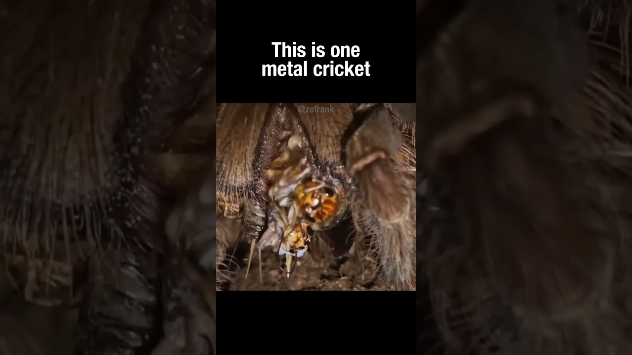 This is one metal cricket 