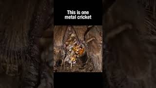 This Is One Metal Cricket