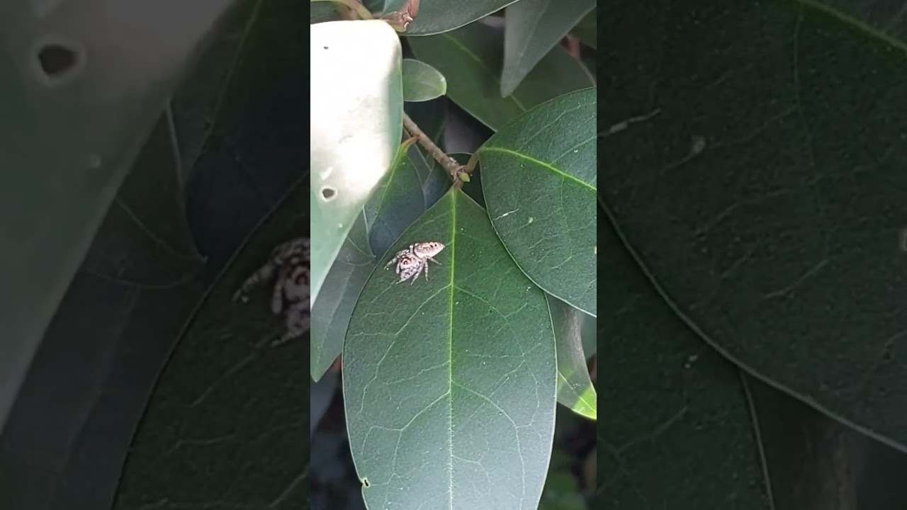 TINY SPIDER ON LEAF🇦🇺🕷🕸 