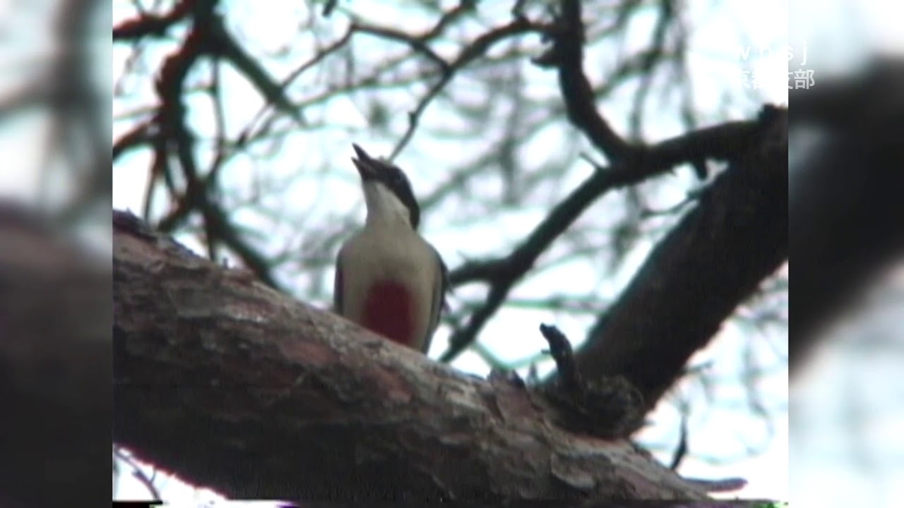 ヤイロチョウ日本野鳥の会 京都支部