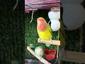 Lovebirds calling sound #rbnbirds #birds #pets #budgies #parrot #lovebirds #shorts