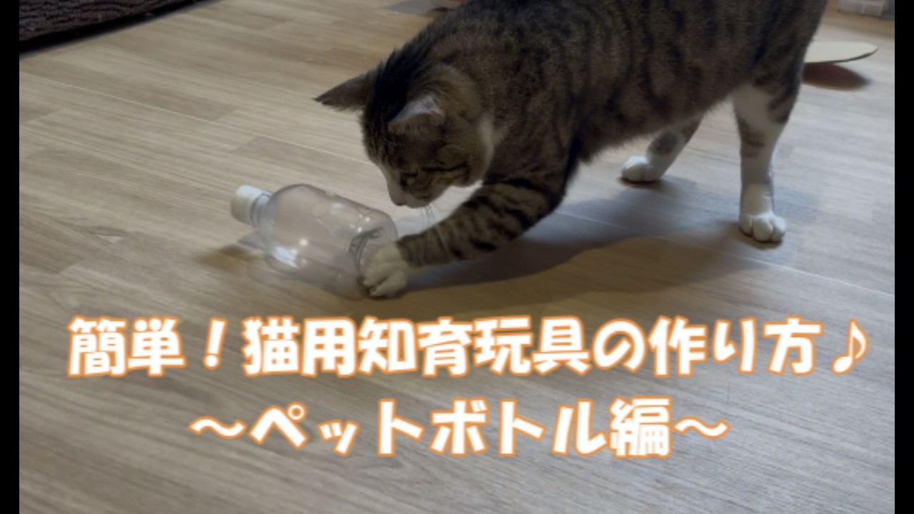 簡単！猫用知育玩具の作り方♪～ペットボトル編～ - YouTube