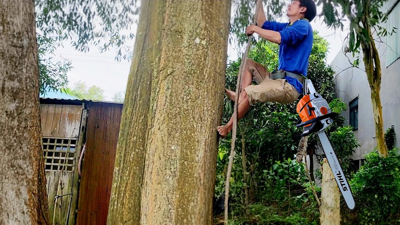 Cưa 2 cây Tràm siêu khủng ngã vào nhà /Sawing down two Melaleuca trees that fell into the house |P66